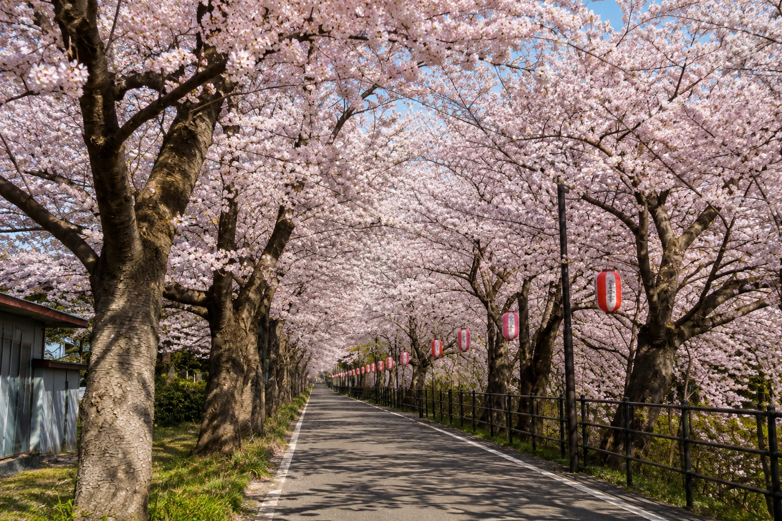 Viale di ciliegi in fiore in un piccolo paese giapponese, fotografato in bianco e nero lungo una strada deserta